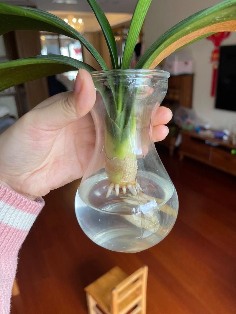 无根君子兰水培生根怎么做？无根君子兰水培生根视频？-第5张图片-优品飞百科