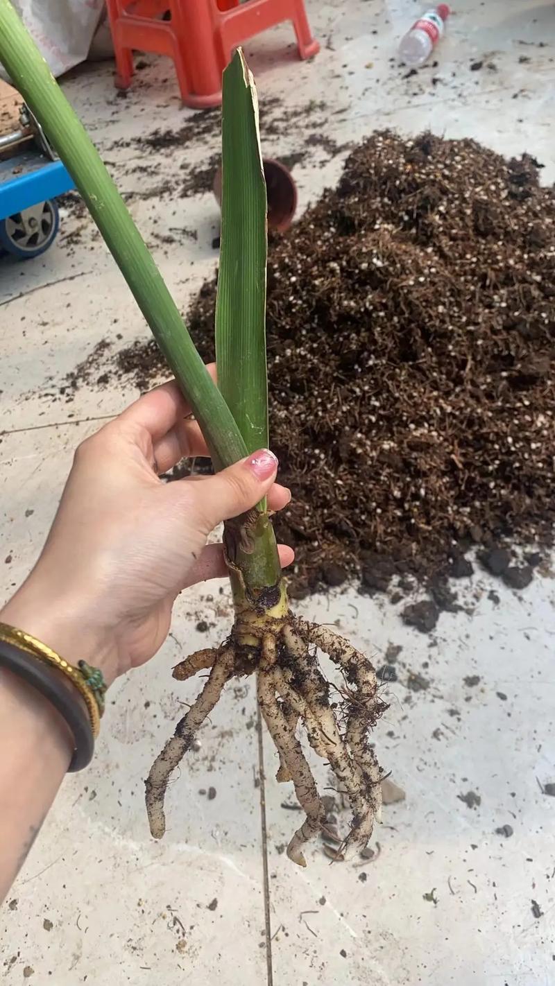 无根君子兰水培生根怎么做？无根君子兰水培生根视频？-第6张图片-优品飞百科