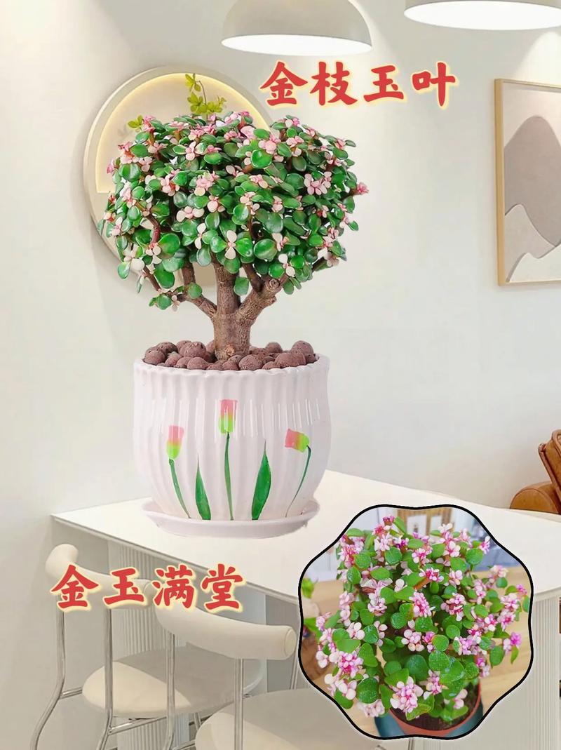 金枝玉叶怎么养才爆盆?金枝玉叶怎样养活?-第1张图片-优品飞百科 金枝玉叶怎么养才爆盆?金枝玉叶怎样养活?-第1张图片-优品飞百科