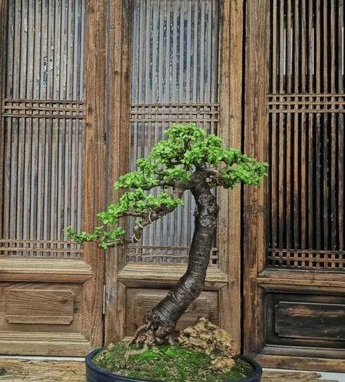 金枝玉叶怎么养才爆盆?金枝玉叶怎样养活?-第3张图片-优品飞百科 金枝玉叶怎么养才爆盆?金枝玉叶怎样养活?-第3张图片-优品飞百科