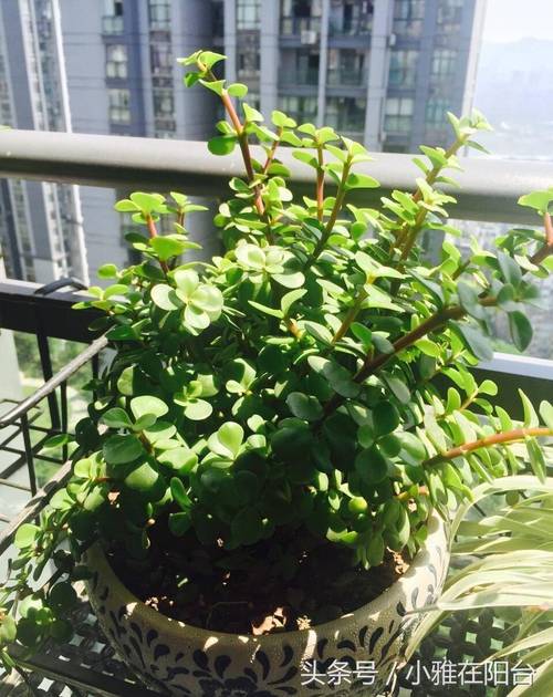 金枝玉叶怎么养才爆盆?金枝玉叶怎样养活?-第2张图片-优品飞百科 金枝玉叶怎么养才爆盆?金枝玉叶怎样养活?-第2张图片-优品飞百科
