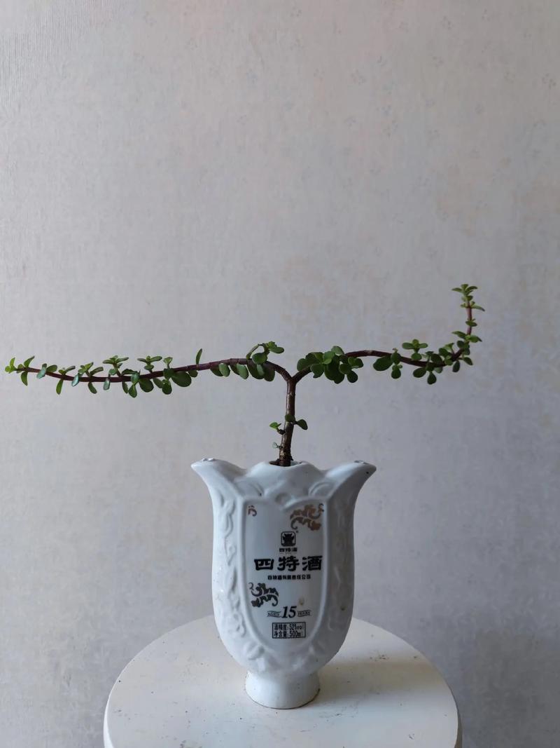 金枝玉叶怎么养才爆盆?金枝玉叶怎样养活?-第4张图片-优品飞百科 金枝玉叶怎么养才爆盆?金枝玉叶怎样养活?-第4张图片-优品飞百科