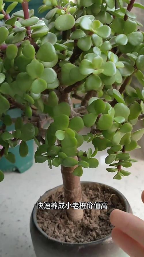 金枝玉叶怎么养才爆盆?金枝玉叶怎样养活?-第5张图片-优品飞百科 金枝玉叶怎么养才爆盆?金枝玉叶怎样养活?-第5张图片-优品飞百科