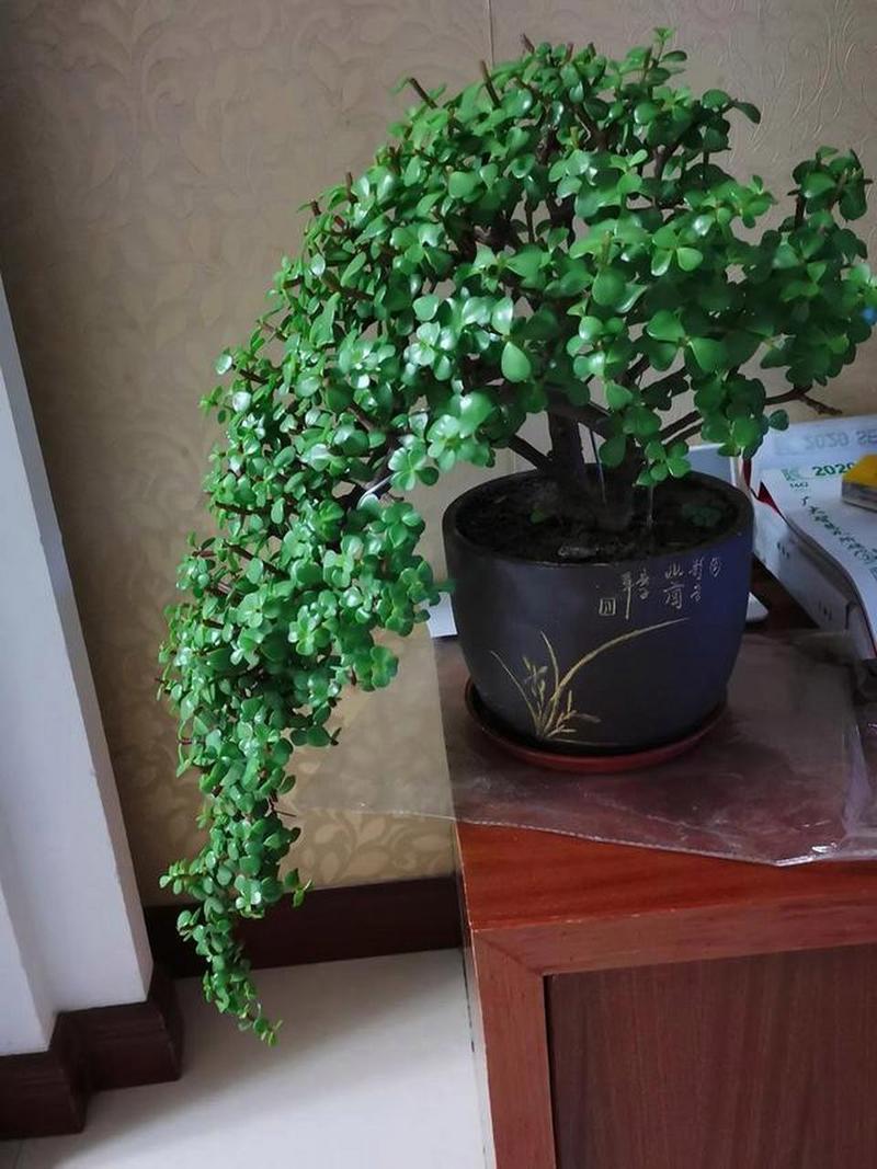 金枝玉叶怎么养才爆盆?金枝玉叶怎样养活?-第6张图片-优品飞百科 金枝玉叶怎么养才爆盆?金枝玉叶怎样养活?-第6张图片-优品飞百科