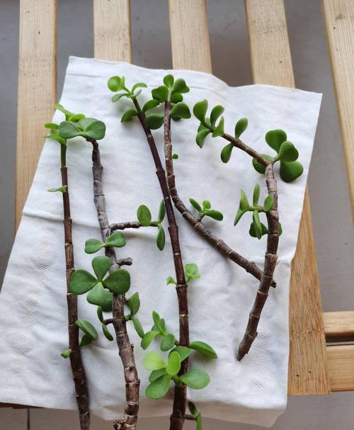 金枝玉叶怎么养才爆盆?金枝玉叶怎样养活?-第7张图片-优品飞百科 金枝玉叶怎么养才爆盆?金枝玉叶怎样养活?-第7张图片-优品飞百科