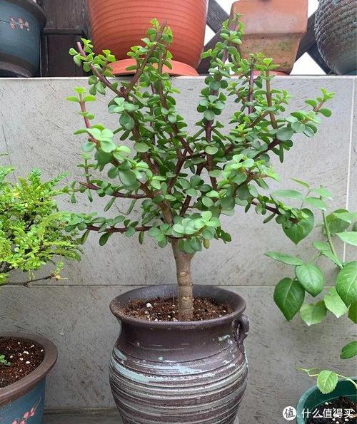 金枝玉叶怎么养才爆盆?金枝玉叶怎样养活?-第8张图片-优品飞百科 金枝玉叶怎么养才爆盆?金枝玉叶怎样养活?-第8张图片-优品飞百科