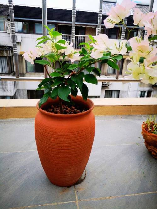 “三角梅”冬天这么养,三角梅冬天怎么养活-第1张图片-优品飞百科 “三角梅”冬天这么养,三角梅冬天怎么养活-第1张图片-优品飞百科