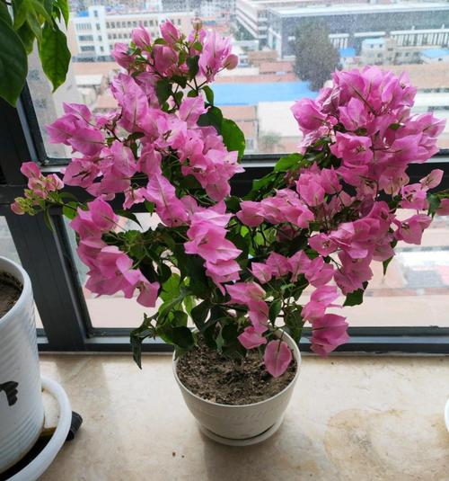 “三角梅”冬天这么养,三角梅冬天怎么养活-第2张图片-优品飞百科 “三角梅”冬天这么养,三角梅冬天怎么养活-第2张图片-优品飞百科