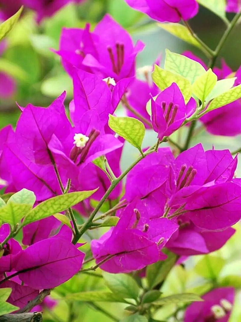 “三角梅”冬天这么养,三角梅冬天怎么养活-第3张图片-优品飞百科 “三角梅”冬天这么养,三角梅冬天怎么养活-第3张图片-优品飞百科