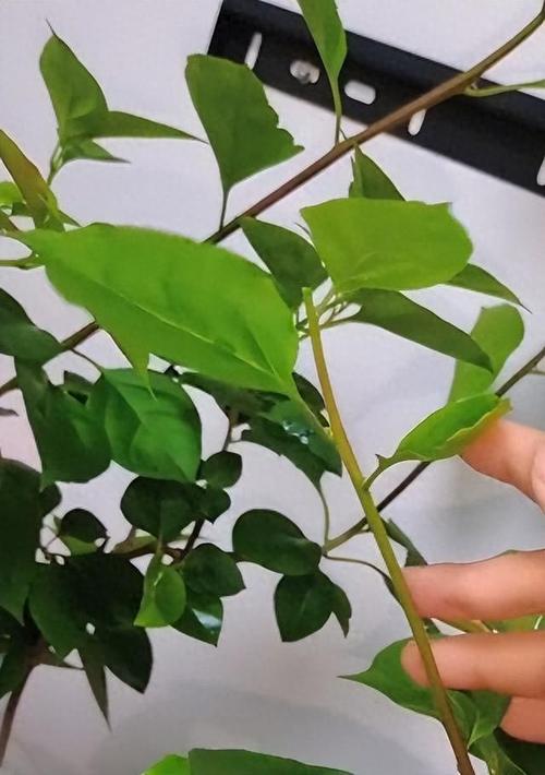 “三角梅”冬天这么养,三角梅冬天怎么养活-第4张图片-优品飞百科 “三角梅”冬天这么养,三角梅冬天怎么养活-第4张图片-优品飞百科