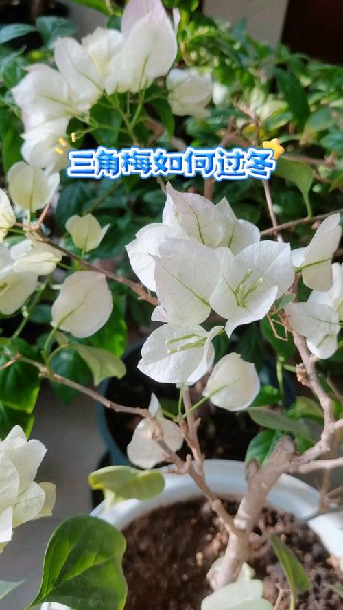 “三角梅”冬天这么养,三角梅冬天怎么养活-第5张图片-优品飞百科 “三角梅”冬天这么养,三角梅冬天怎么养活-第5张图片-优品飞百科