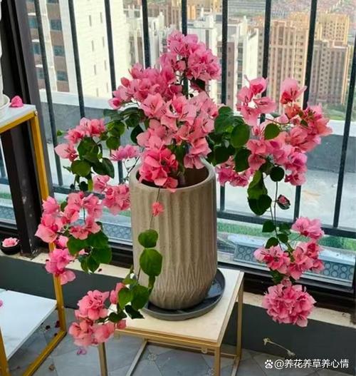 “三角梅”冬天这么养,三角梅冬天怎么养活-第6张图片-优品飞百科 “三角梅”冬天这么养,三角梅冬天怎么养活-第6张图片-优品飞百科