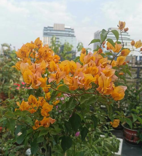 “三角梅”冬天这么养,三角梅冬天怎么养活-第7张图片-优品飞百科 “三角梅”冬天这么养,三角梅冬天怎么养活-第7张图片-优品飞百科