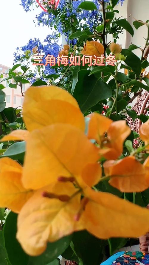 “三角梅”冬天这么养,三角梅冬天怎么养活-第8张图片-优品飞百科 “三角梅”冬天这么养,三角梅冬天怎么养活-第8张图片-优品飞百科