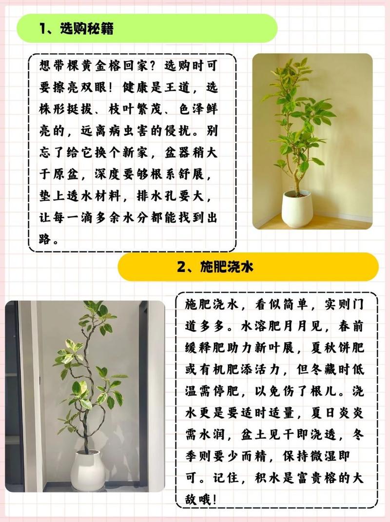 盆栽黄金宝塔花怎么养？盆栽黄金宝塔花怎么养活？-第1张图片-优品飞百科