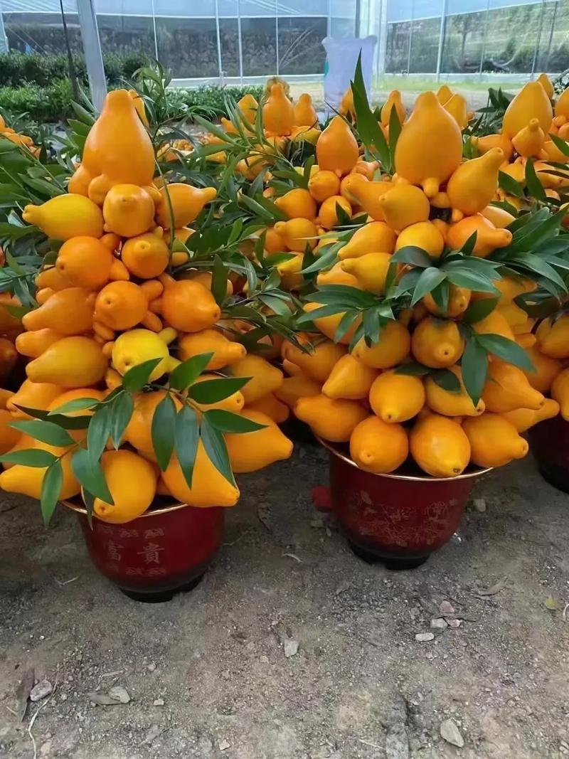 盆栽黄金宝塔花怎么养？盆栽黄金宝塔花怎么养活？-第2张图片-优品飞百科