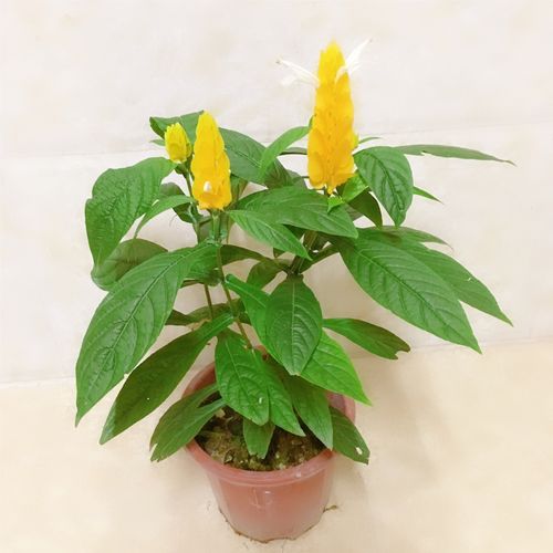 盆栽黄金宝塔花怎么养？盆栽黄金宝塔花怎么养活？-第3张图片-优品飞百科