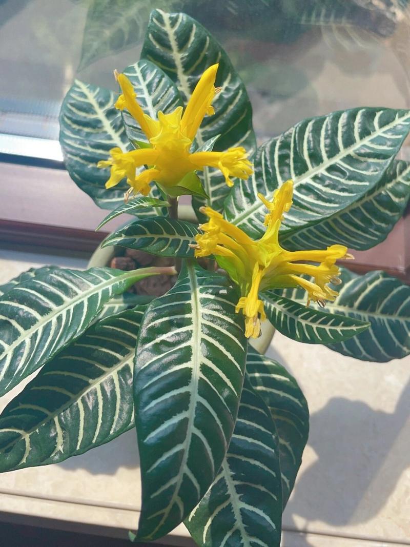 盆栽黄金宝塔花怎么养？盆栽黄金宝塔花怎么养活？-第5张图片-优品飞百科