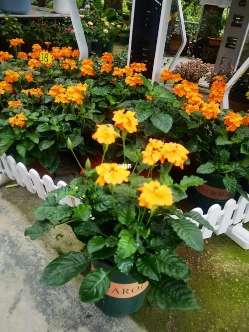 盆栽黄金宝塔花怎么养？盆栽黄金宝塔花怎么养活？-第6张图片-优品飞百科