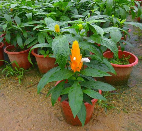 盆栽黄金宝塔花怎么养？盆栽黄金宝塔花怎么养活？-第7张图片-优品飞百科