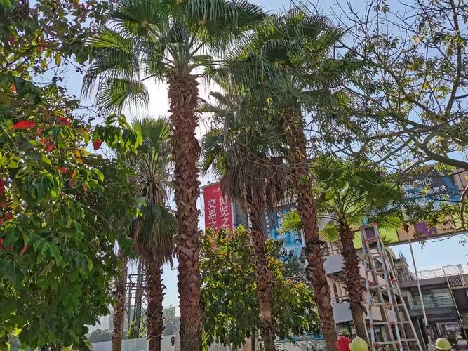 霸王棕怎么养护，霸王棕介绍-第1张图片-优品飞百科