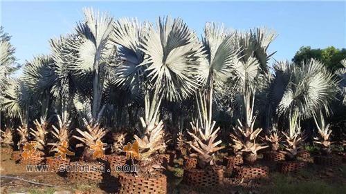 霸王棕怎么养护，霸王棕介绍-第2张图片-优品飞百科