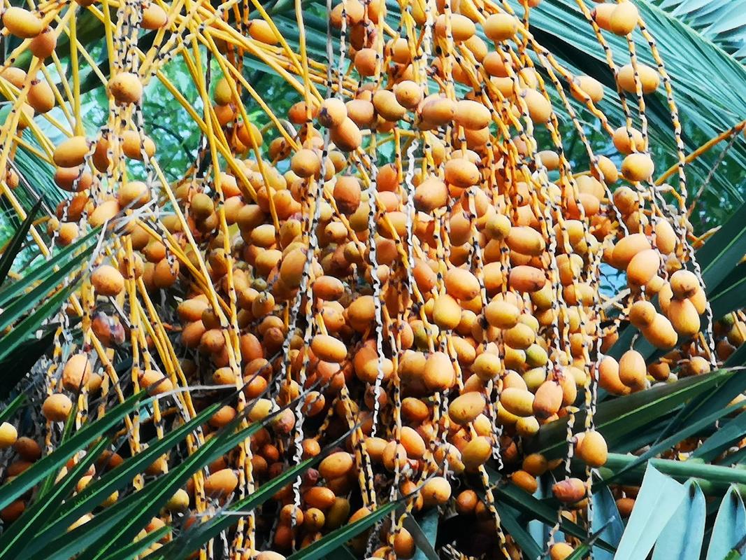 霸王棕怎么养护，霸王棕介绍-第3张图片-优品飞百科