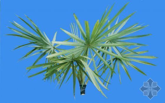 霸王棕怎么养护，霸王棕介绍-第4张图片-优品飞百科