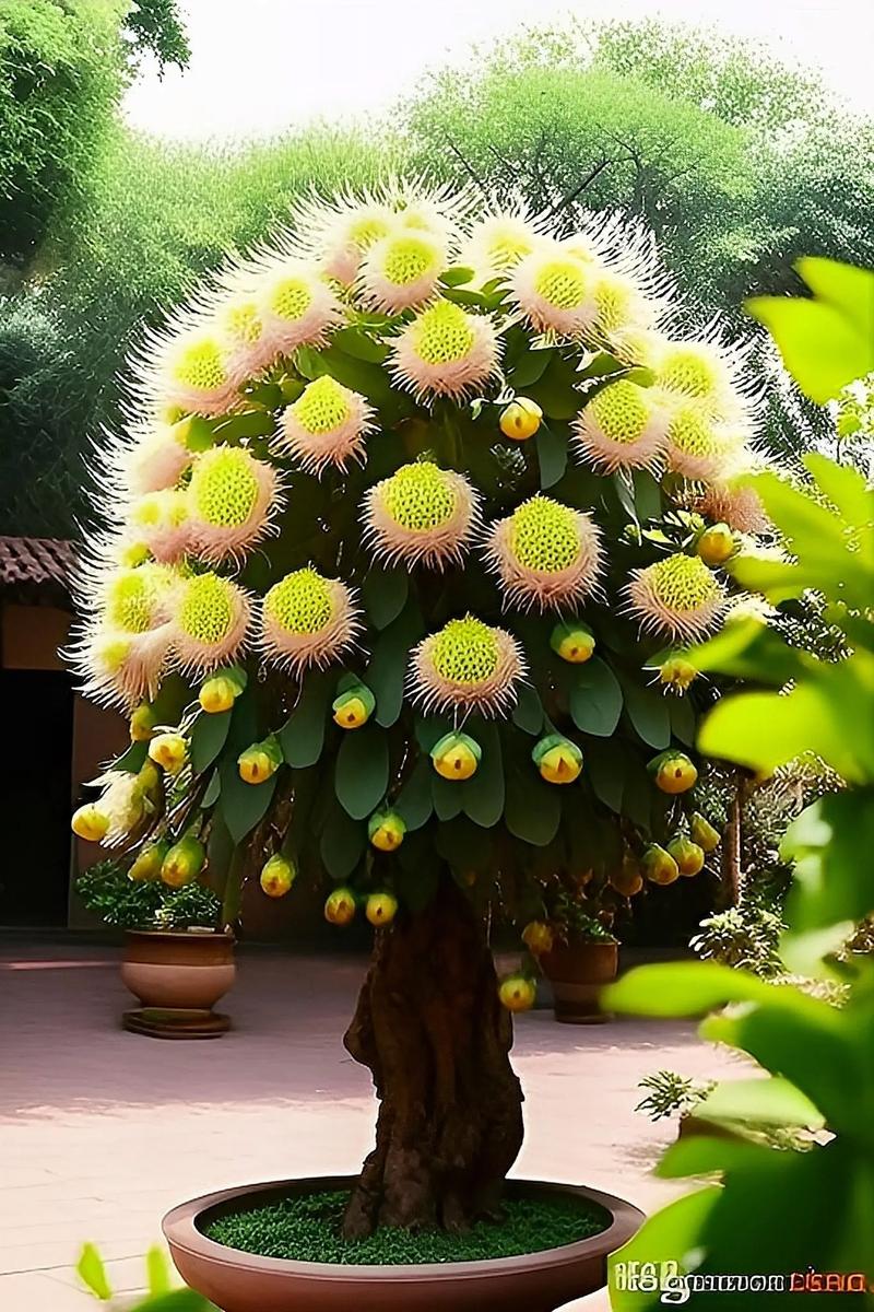 霸王棕怎么养护，霸王棕介绍-第5张图片-优品飞百科