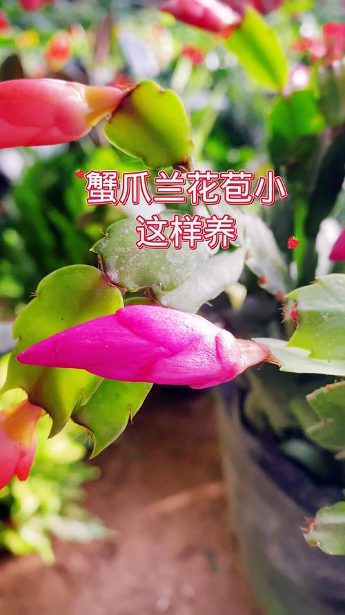 蟹爪兰有花苞了怎么养，蟹爪兰有花苞了怎么养才能开花多-第1张图片-优品飞百科