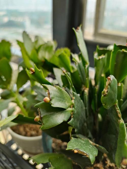 蟹爪兰有花苞了怎么养，蟹爪兰有花苞了怎么养才能开花多-第2张图片-优品飞百科