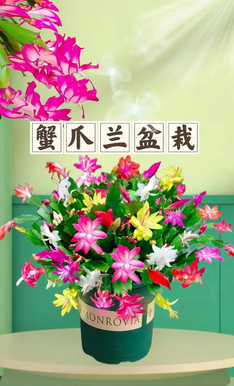 蟹爪兰有花苞了怎么养，蟹爪兰有花苞了怎么养才能开花多-第4张图片-优品飞百科