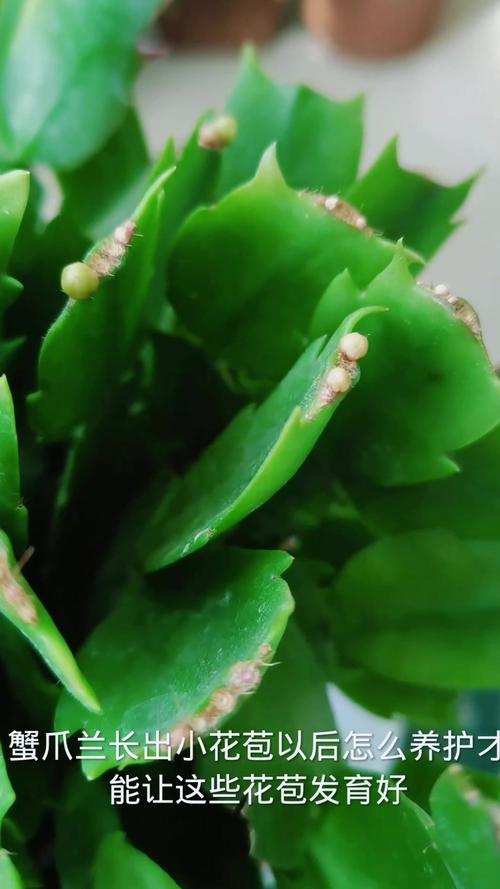 蟹爪兰有花苞了怎么养，蟹爪兰有花苞了怎么养才能开花多-第5张图片-优品飞百科