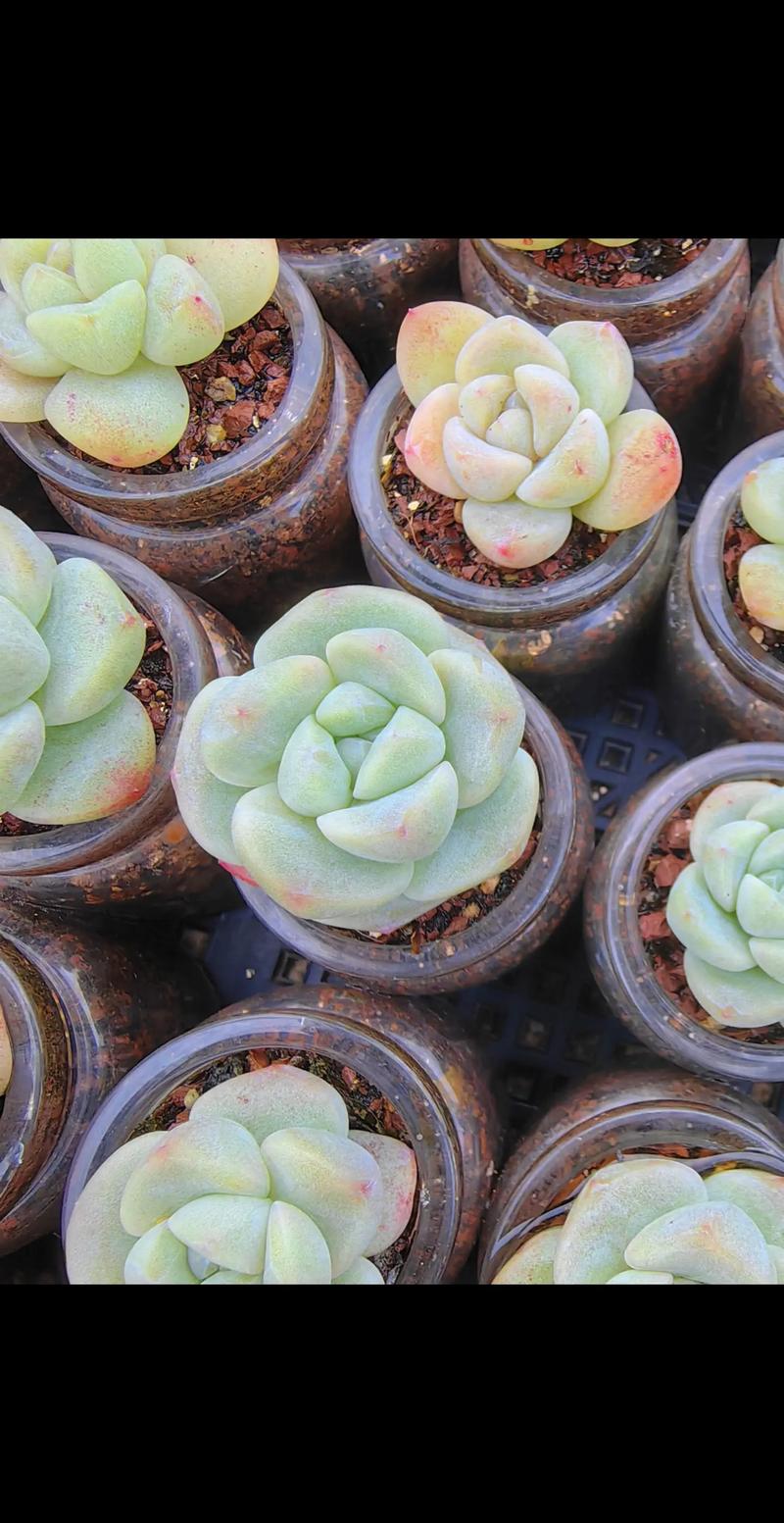 冰灯玉露冬季怎么养，冰灯玉露冬天怎么养?-第1张图片-优品飞百科