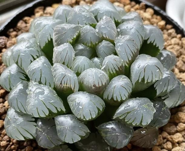 冰灯玉露冬季怎么养，冰灯玉露冬天怎么养?-第3张图片-优品飞百科