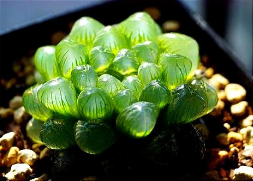 冰灯玉露冬季怎么养，冰灯玉露冬天怎么养?-第5张图片-优品飞百科