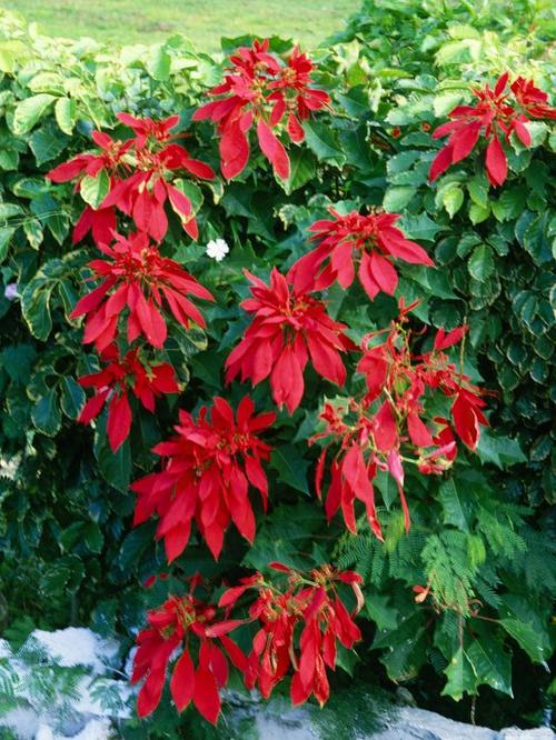 如何使一品红在元旦开花？一品红如何进行花期调节？-第1张图片-优品飞百科