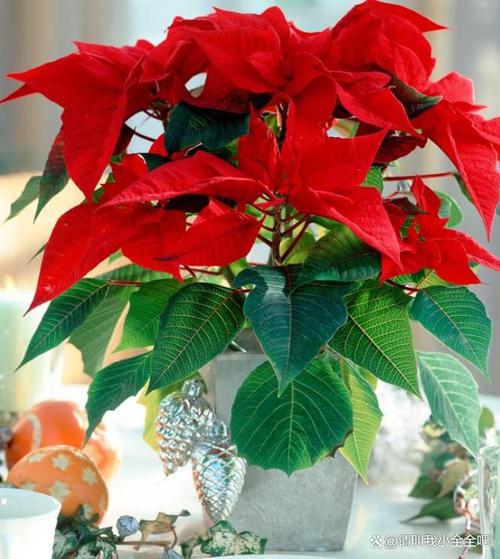 如何使一品红在元旦开花？一品红如何进行花期调节？-第2张图片-优品飞百科