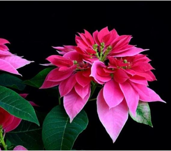 如何使一品红在元旦开花？一品红如何进行花期调节？-第3张图片-优品飞百科