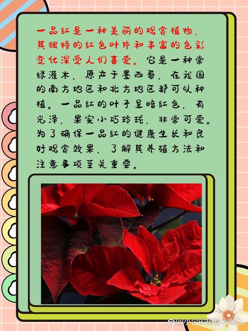 如何使一品红在元旦开花？一品红如何进行花期调节？-第5张图片-优品飞百科