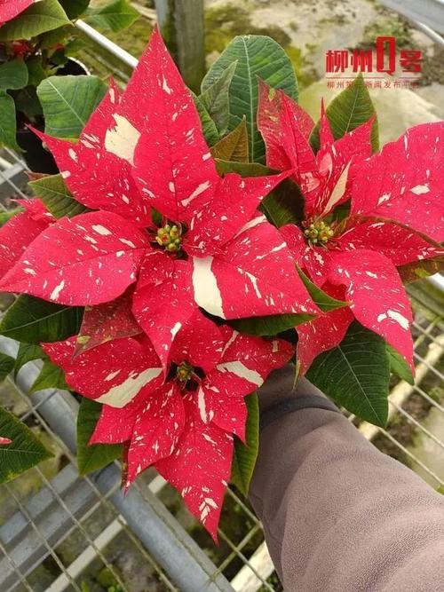 如何使一品红在元旦开花？一品红如何进行花期调节？-第6张图片-优品飞百科