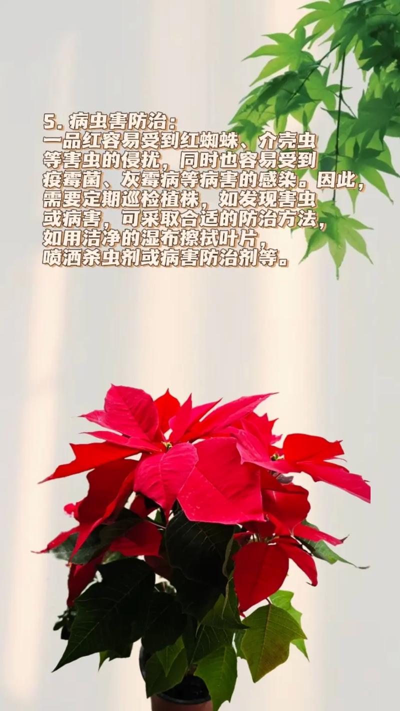 如何使一品红在元旦开花？一品红如何进行花期调节？-第7张图片-优品飞百科