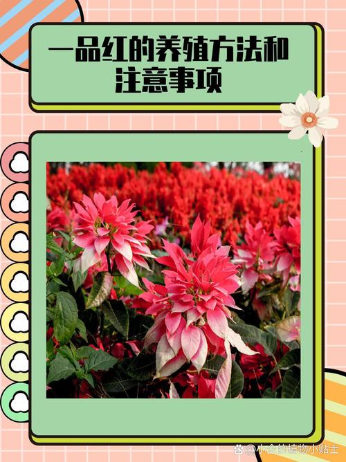 如何使一品红在元旦开花？一品红如何进行花期调节？-第8张图片-优品飞百科