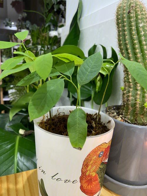 释迦果籽怎么种小盆栽，释迦果的子怎么种能发芽-第1张图片-优品飞百科