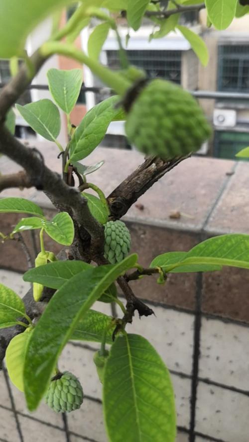 释迦果籽怎么种小盆栽，释迦果的子怎么种能发芽-第2张图片-优品飞百科