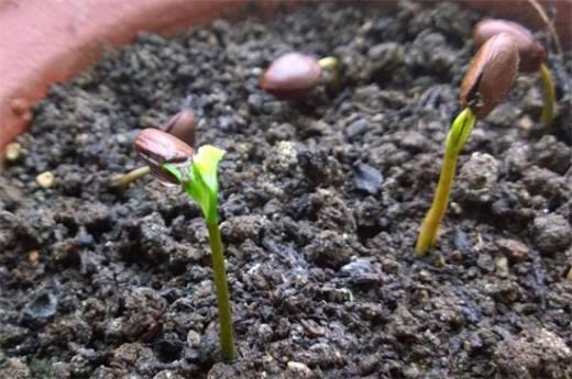 释迦果籽怎么种小盆栽，释迦果的子怎么种能发芽-第3张图片-优品飞百科