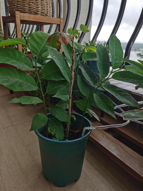 释迦果籽怎么种小盆栽，释迦果的子怎么种能发芽-第4张图片-优品飞百科