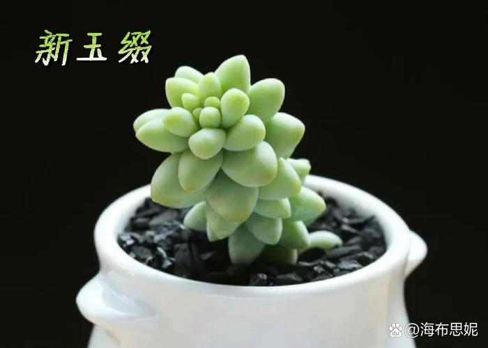 新玉缀怎么浇水？新玉缀怎么叶插？-第1张图片-优品飞百科