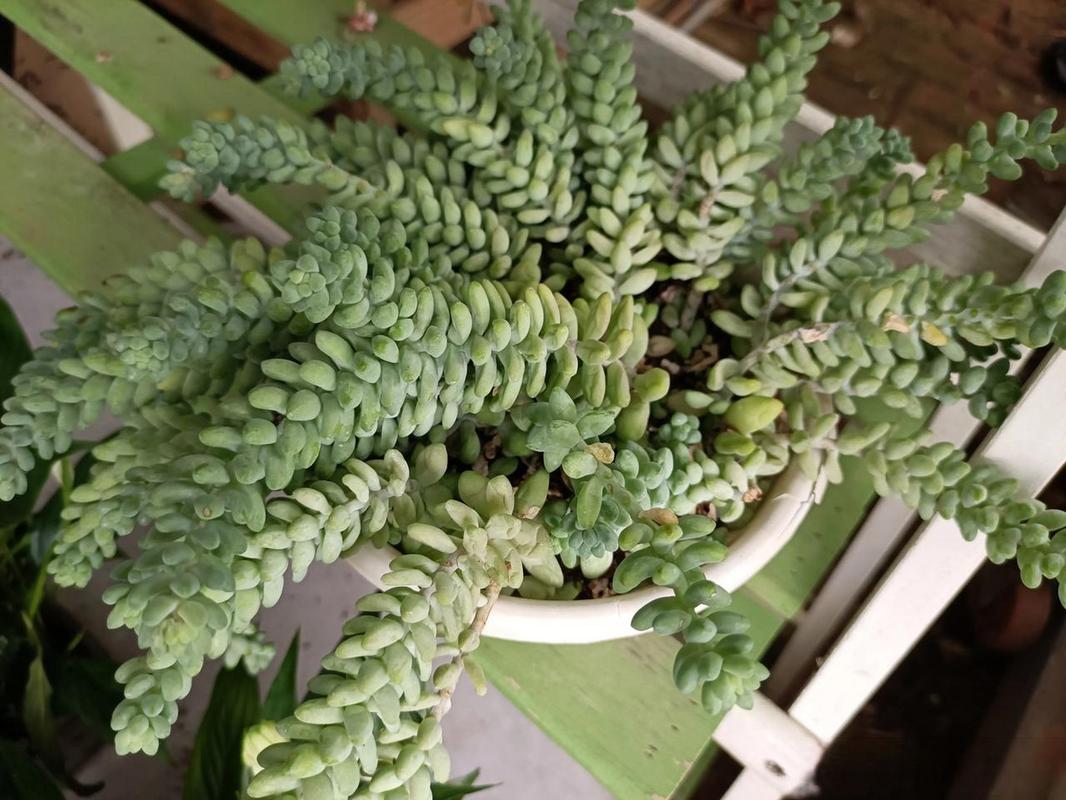 新玉缀怎么浇水？新玉缀怎么叶插？-第2张图片-优品飞百科