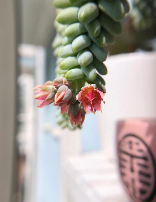 新玉缀怎么浇水？新玉缀怎么叶插？-第3张图片-优品飞百科